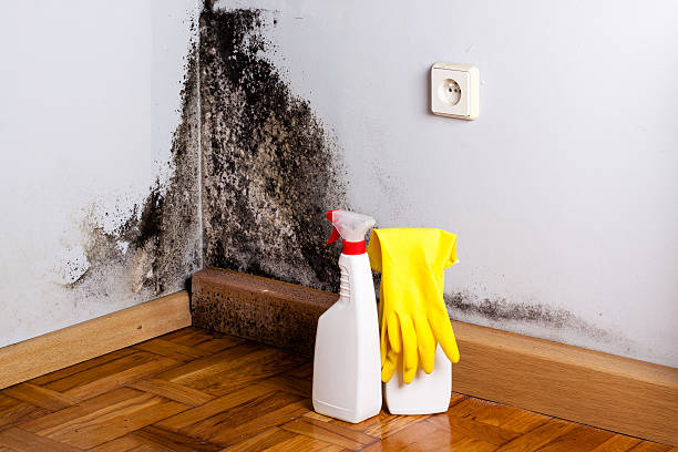 Reliable Crystal City, TX Mold Removal Solutions